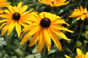 Rudbeckia