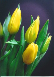 B Rycquart Tulip