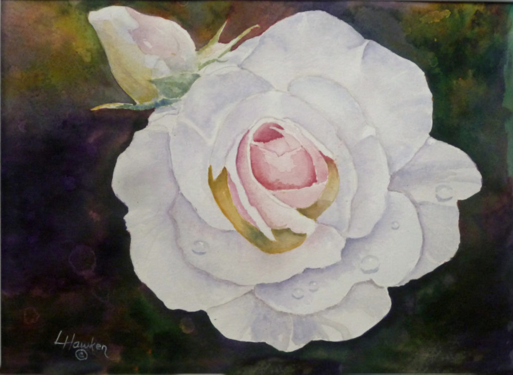 White Irish rose no border